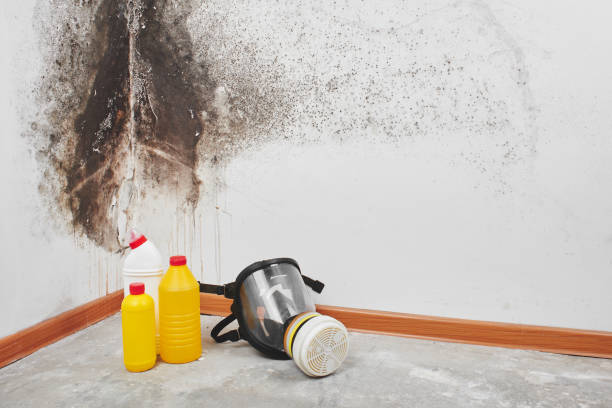 Best Certified Mold Removal  in Delphos, OH