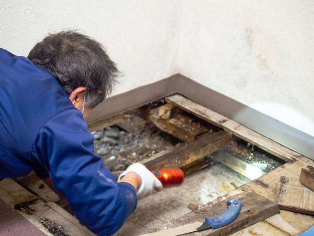 Best Mold Remediation  in Delphos, OH