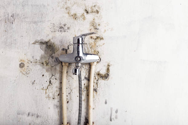 Best Mold Damage Repair  in Delphos, OH
