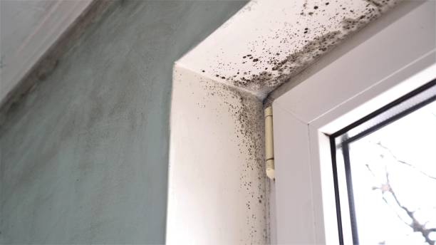 Best Best Mold Removal Companies  in Delphos, OH