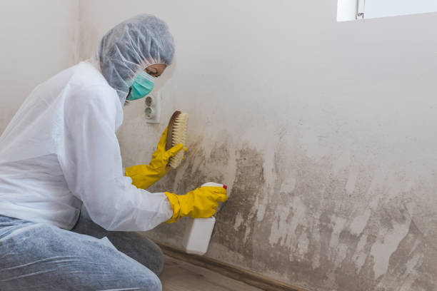 Best Mold Inspection  in Delphos, OH