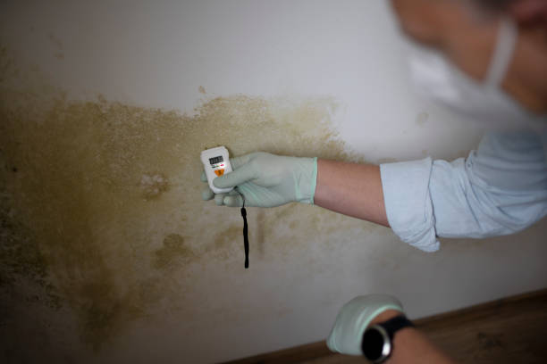 Attic Mold Removal in Delphos, OH