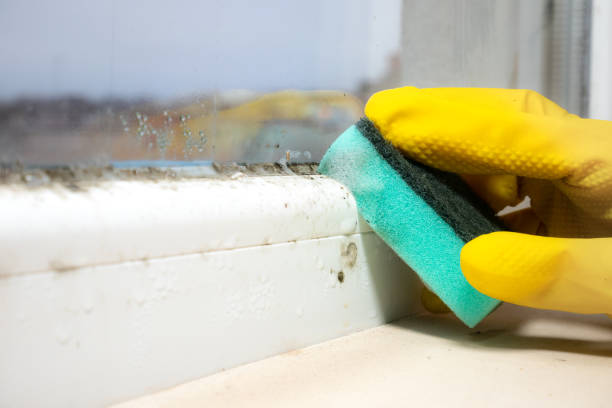 Best Local Mold Removal Service  in Delphos, OH