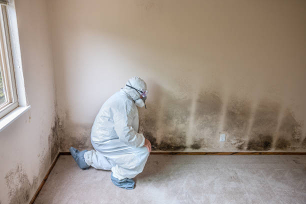 Best Mold Cleaning Services  in Delphos, OH