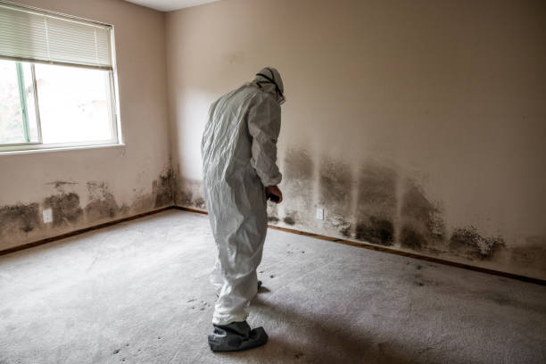 Mold Testing and Removal in Delphos, OH