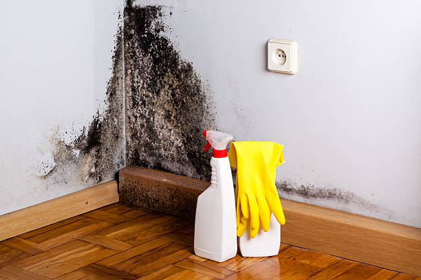 Best Mold Removal Near Me  in Delphos, OH