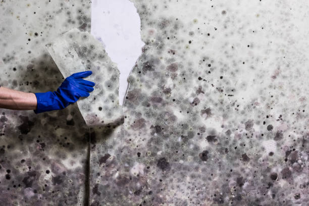 Best Mold Remediation  in Delphos, OH