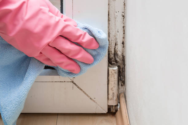 Best Local Mold Removal Service  in Delphos, OH