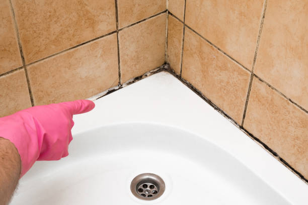 Best Professional Mold Removal  in Delphos, OH